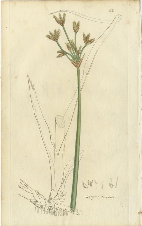 Set of 8 Antique Botanical Engravings of Spike-Rush and Bulrush Species, c.1830, view 7