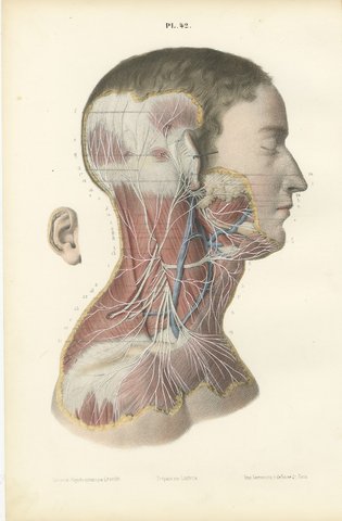 Superficial Nerves of the Face and Neck, Antique Hirschfeld Anatomy Print, 1866, view 2