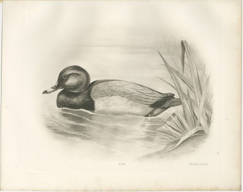 Pochard Drake Swimming by Reeds, Plate CLXXX after Lilian Medland, c. 1909, view 2