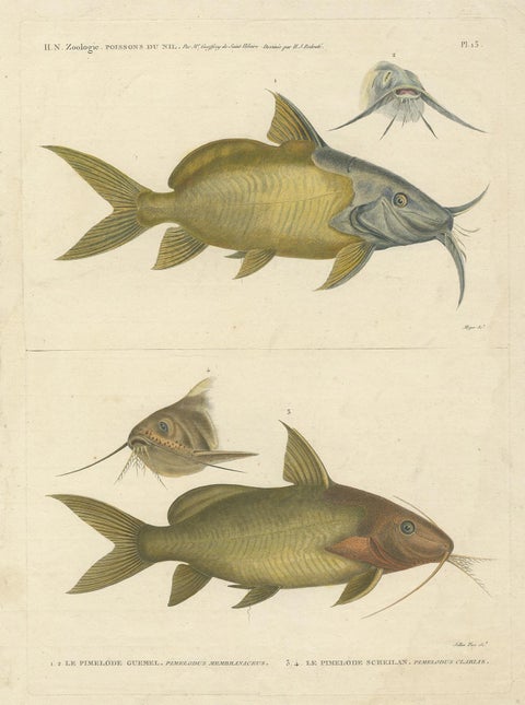 Antique Fish Print of the Synodontis Membranacea and Pimelodus Clarias, 1809, view 2