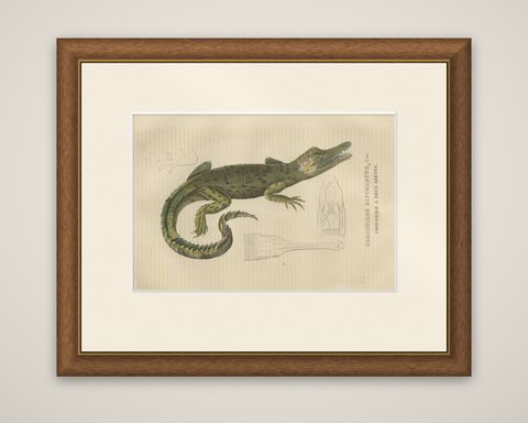Old Hand-colored Print of a Cuban Crocodile, shown framed