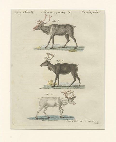 Antique Reindeer & Northern Deer Engraving, Bertuch, c. 1792, close-up 2
