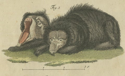 Intriguing 1805 Hand-Colored Engraving of Unique Mammals and Skeleton, close-up 4