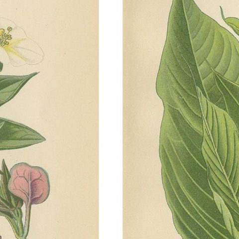 1897 Botanical Prints, Marvel of Peru and Eastern Knotweed, close-up 2