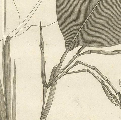 Antique Print of a Thalia Plant Species by Symes '1800', close-up 2