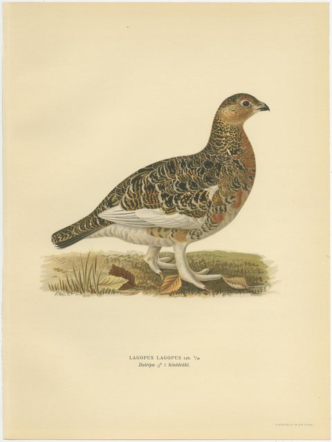 Antique Bird Print of the Willow Ptarmigan 'Male' by Von Wright, 1929, view 2