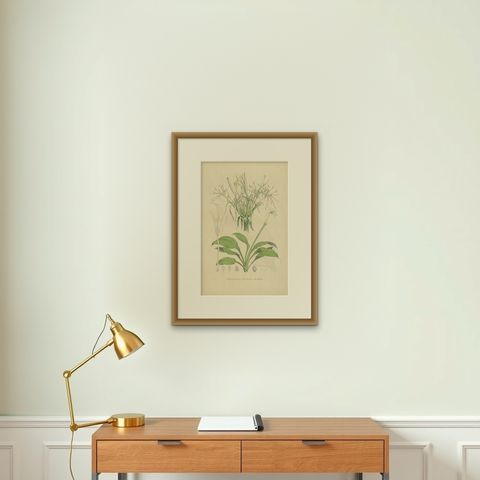 Antique Botany Print of Hymenocallis Tubiflora by De Vriese '1847', shown framed on a wall