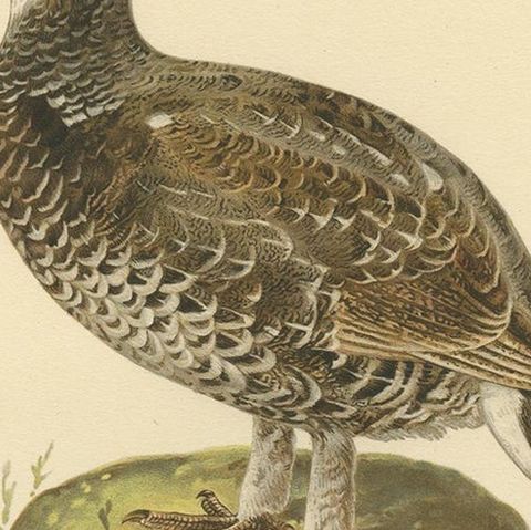 Antique Bird Print of the Hazel Grouse by Von Wright '1927', close-up 1