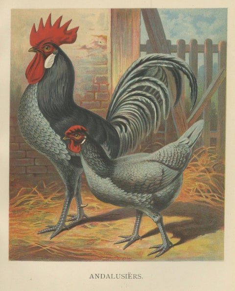 The Elegant Andalusian Chicken - A Rare 19th Century Poultry Lithograph, close-up 5