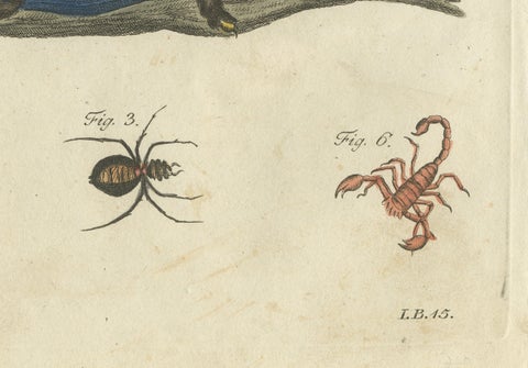 Original Antique Print of Tarantula, Spiders and Scorpions by Bertuch, c. 1790, close-up 5