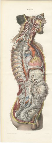 The Nervous System of the Whole Body, Hirschfeld Double Folding Plate, 1866, view 2
