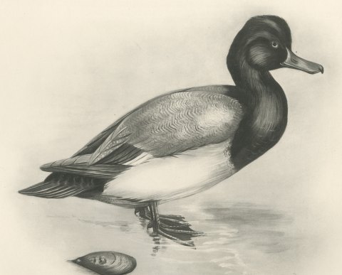 Scaup Drake with Two Mussel Shells, Plate CLXXXIII after Lilian Medland, c. 1909, close-up 1