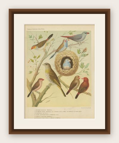 Antique Bird Print of the Orange-Cheeked Waxbill Cordon Blue and Others, shown framed