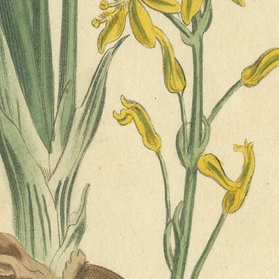 Original Antique Botany Print of Bulbine Cepacea, 'South Africa', 1812, close-up 2