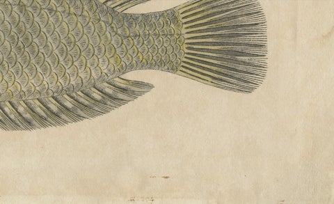 Two Species of Wrasse Fish, Hand-Colored Engraving, c.1780, close-up 4