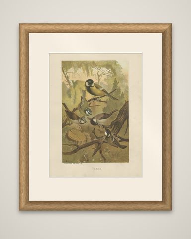 Antique Bird Print of Titmouses by American Lithographer Prang, 1898, shown framed