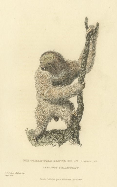 Antique Print with Hand Coloring of a Common Pale-Throated Sloth, view 3