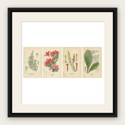 1897 Antique Botanical Prints, Azalea, Heath Varieties and Sea Lavender, shown framed