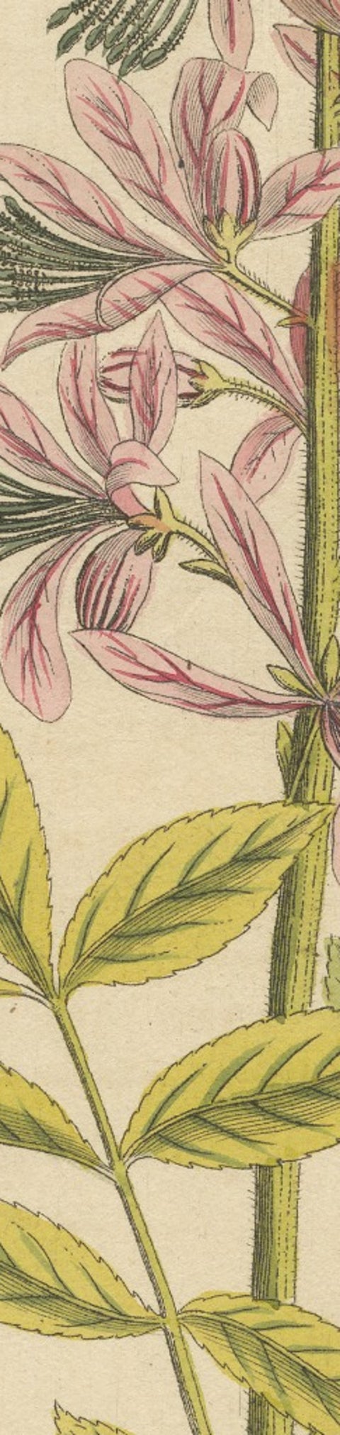 Antique Botanical Engraving, Yellow Flower & Pink Bladder Senna, Pflanzen CXXXV, view 8