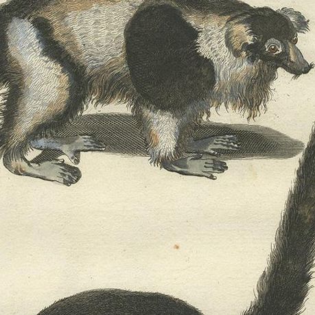 Antique Handcolored Engraving of Vari Monkey, Mongoose, Lori Print, 1774, close-up 2