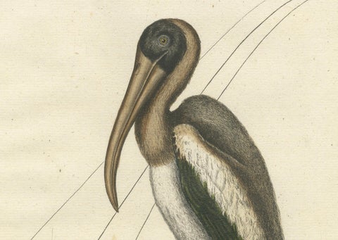 Antique Hand-Colored Engraving of the American Pelican, 19th Century, close-up 2