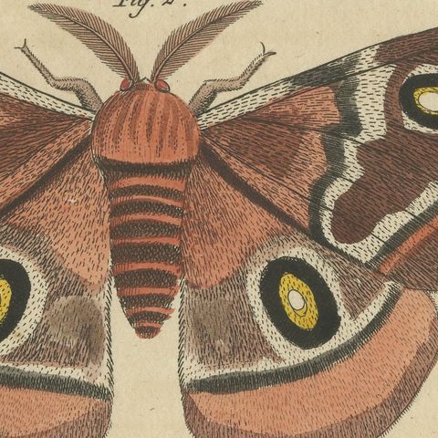 Exotic Butterflies and Saturniid Moth, Antique Bertuch Print, Vienna, circa 1815, close-up 3