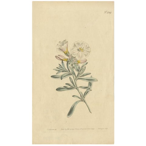 Antique Botany Print of Convolvulus Cneorum by Curtis, 1799