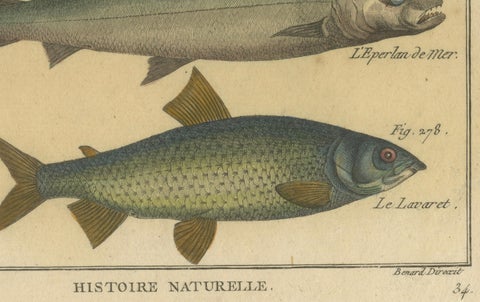 Natural History Engravings Compilation: Illustrations of Fish Species, 1790, close-up 1