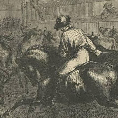 Antique Farm Print of Mustering Cattle in Australia, 1871, close-up 2