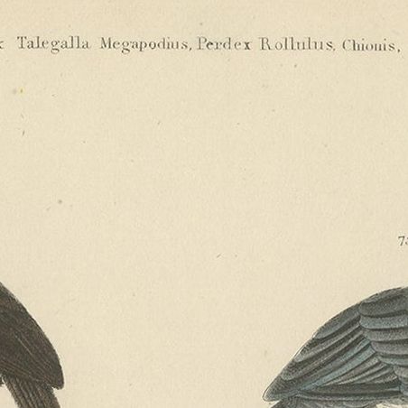 Bird Prints of Mankirio, the Curassow, a Partridge, a Turkey & Sheathbill, c1860, close-up 1