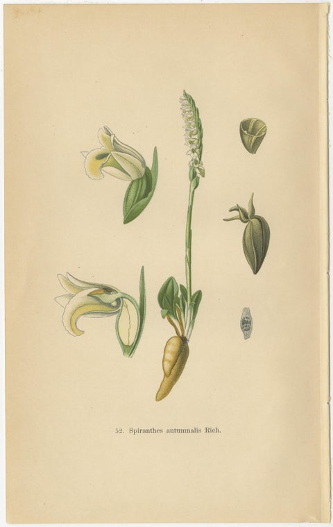 Spiranthes Splendor: Vintage Botanicals from 1904, view 3