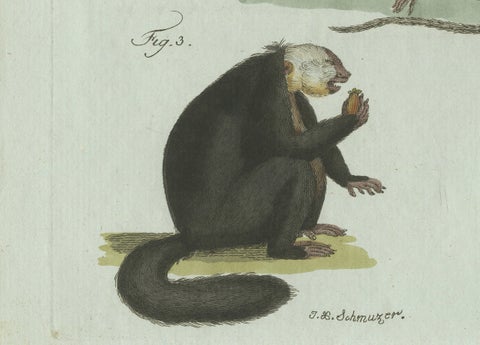 Original Antique Print of Five Monkeys and Tamarins by Bertuch, 1802, close-up 4