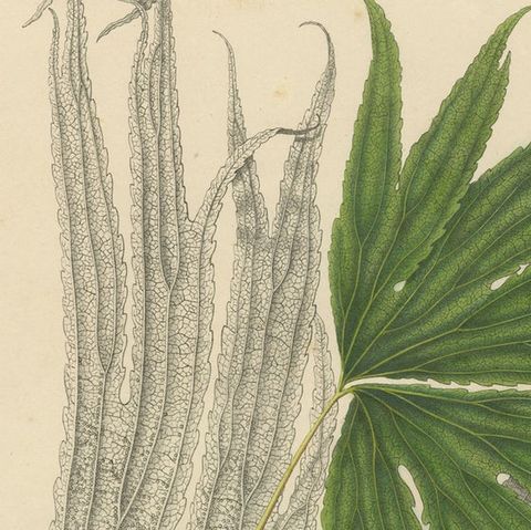 Large, Uniquely Handcolored Lithograph of Ferns of Indonesia 'Polypodium', 1829, close-up 1