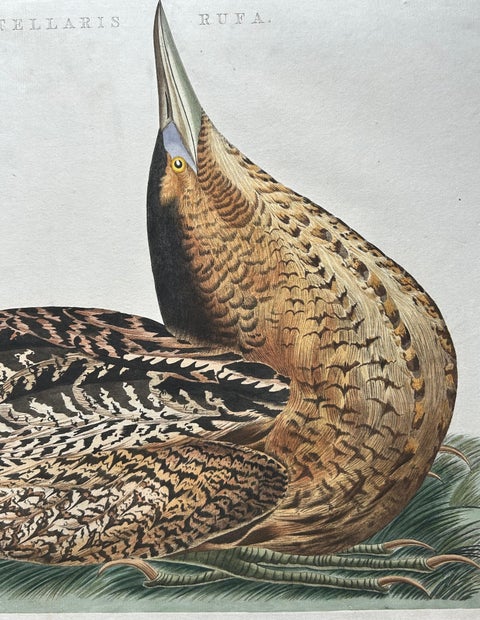 Ardea Stellaris Rufa, Eurasian Bittern from Nederlandsche Vogelen, 1809, view 5