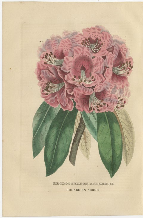 Tree Rhododendron: An Original Hand-Colored Engraving from 1845, view 2