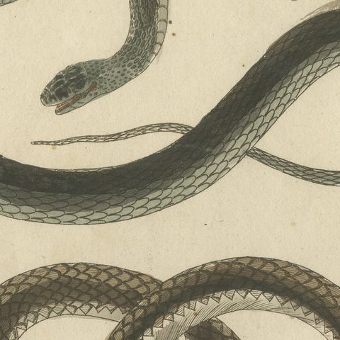 Three Slender Snakes, Antique Bertuch Print, Vienna, circa 1805, close-up 5