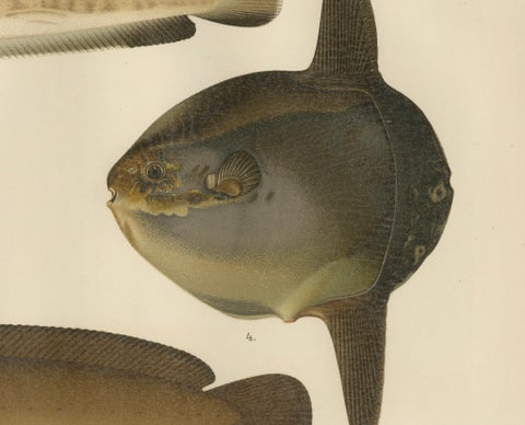 Ocean Sunfish and Scandinavian Blennies - Unique and Striking Fish Litho, 1895, close-up 3
