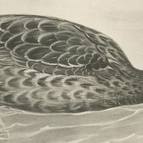 Duck Feeding, Antique Bird Print after Lilian Medland, circa 1909, close-up 2