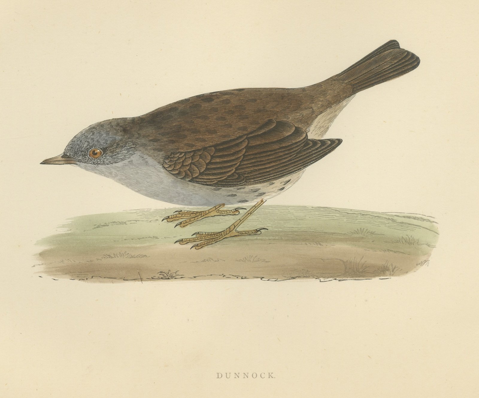 Dunnock Foraging on Turf, Hand Colored Bird Print, Morris, 1896