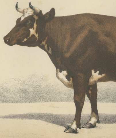 Flemish Cow, French Cattle Breed, Antique Chromolithograph by Borie, 1863, close-up 2