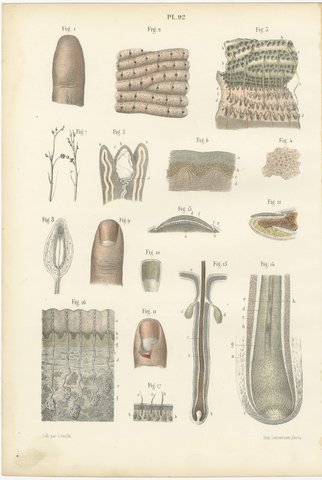 The Skin, Nail and Hair Follicle, Antique Hirschfeld Anatomy Print, 1866, view 2