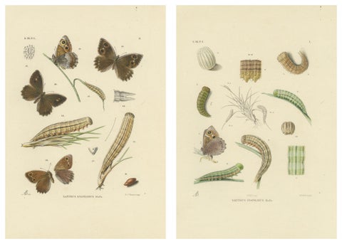 Antique Hand-Colored Satyrus Statilinus Butterfly Pair by Sepp & Brants, 1905, view 5