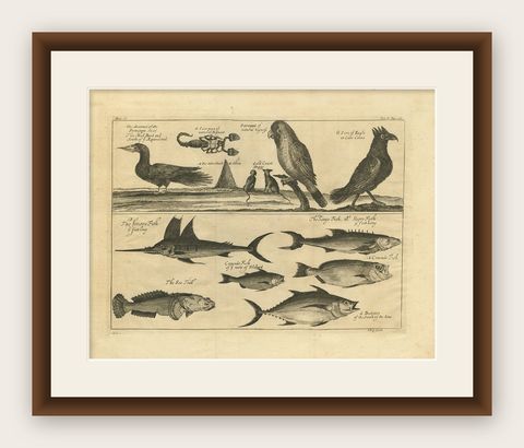 Antique Print of Dogs of the Goldcoast and Guinea Gulf Birds and Fish, 1744, shown framed