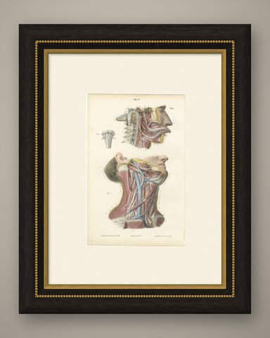 Nerves of the Neck, Antique Hirschfeld Anatomy Print, 1866, shown framed