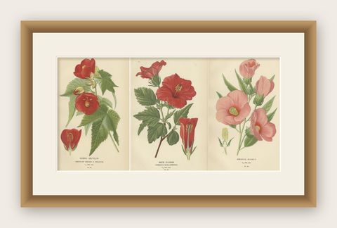 Floral Masterpieces: A Collection of 19th-Century Horticultural Art, 1896, shown framed
