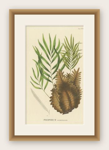 Rare, Artfully Crafted Lithograph of Ferns of Java 'Polypodium', 1829, shown framed
