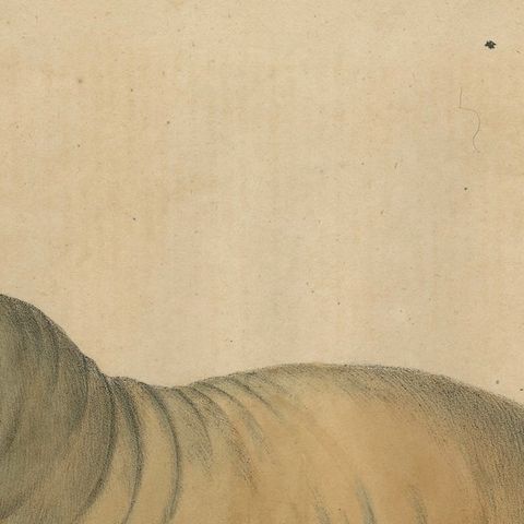 Antique Walrus Lithograph by Karl Joseph Brodtmann, 1816, close-up 6