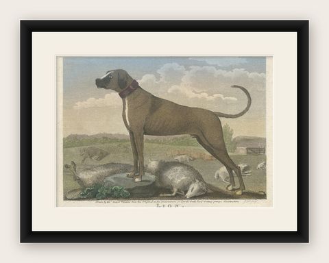Antique Hand-Colored Print of a Dog Named 'Lion' and Some Dead Sheep, 1797, shown framed