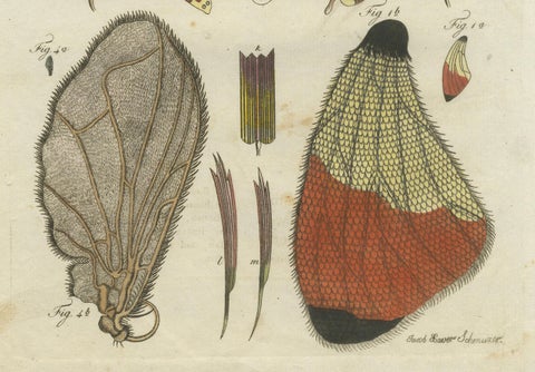 Detailed Study of Butterfly Wing Structures, 1798 Hand-Colored Engraving, close-up 2