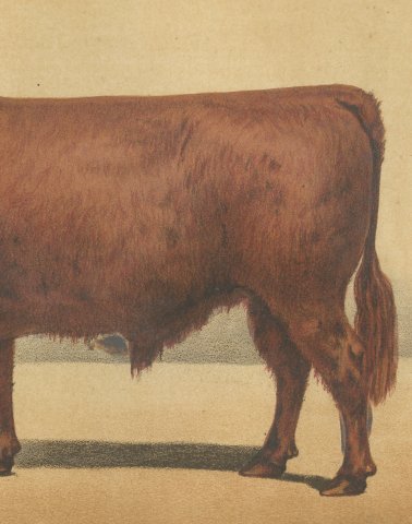 West Highland Ox, Scottish Cattle Chromolithograph by Olivier de Penne, 1863, close-up 3